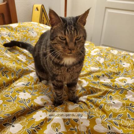 Photo de chat perdu à Marseille