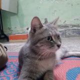 Photo de chat perdu à Mumbai