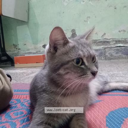 Photo 1/1 Pari Chat perdu à Mumbai