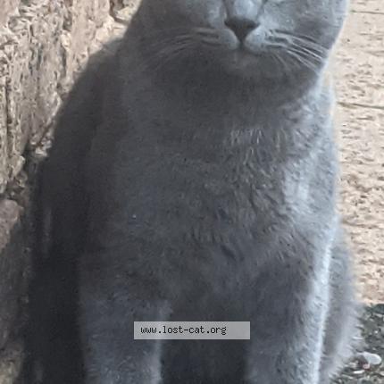 Photo 1/1 Maxxy Chat perdu à Beaudesert