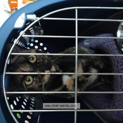 Photo de chat trouvé à Marigny Le Lozon
