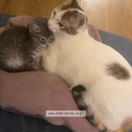 Photo 1/1 Clochette Chat perdu à Nimes