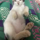 Photo de chat perdu à Chennai