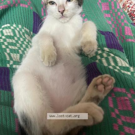 Photo 1/1 Baby Chat perdu à Chennai