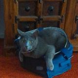 Photo de chat perdu à Beaudesert