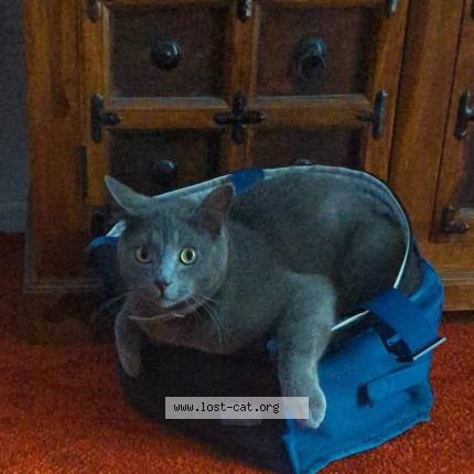 Photo 1/2 Maxxy Chat perdu à Beaudesert