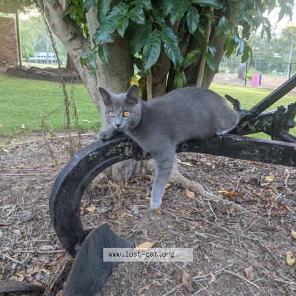 Photo 2/2 Maxxy Chat perdu à Beaudesert