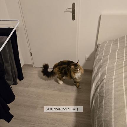 Photo de chat perdu à La Queue En Brie