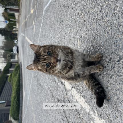 Photo 1/1 Chat retrouvé Trouvé à L Etang La Ville