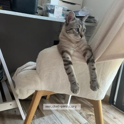 Photo 1/1 Stallion Chat perdu à Aigrefeuille d aunis