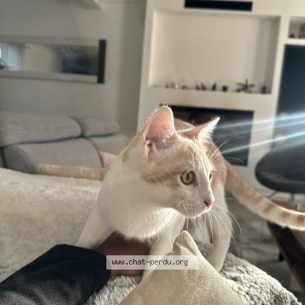 Photo 1/1 Snoopy Chat perdu à Saintry sur seine