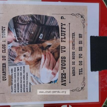 Photo 1/1 Chat retrouvé Perdu à Torcy
