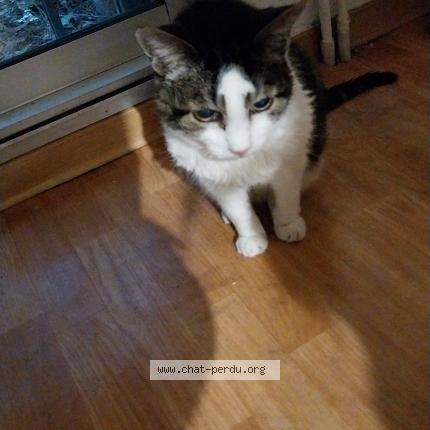 Photo de chat perdu à Montpellier