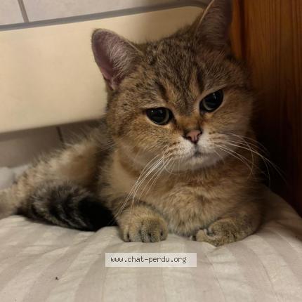Photo de chat trouvé à Arpajon