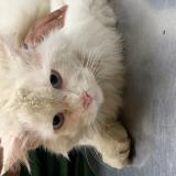 Photo de chat trouvé à Rawalpindi