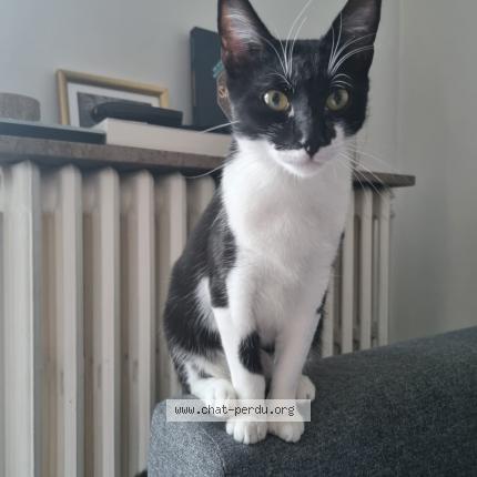 Photo de chat perdu à Le Raincy