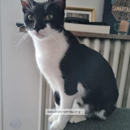 Photo 2/4 Chat retrouvé Perdu à Le Raincy