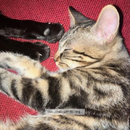 Photo 1/1 Bibichou Chat perdu à Bussiere dunoise