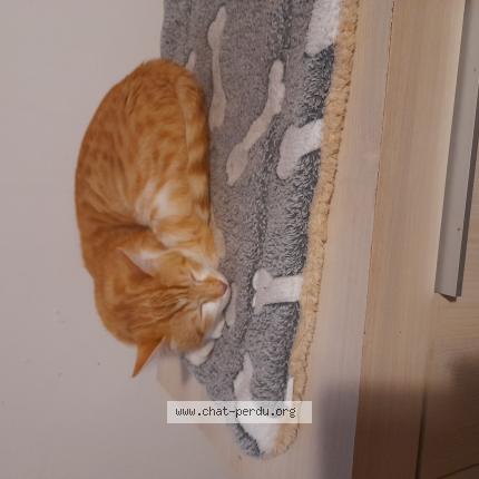 Photo 1/1 BISOU Chat perdu à Luneville