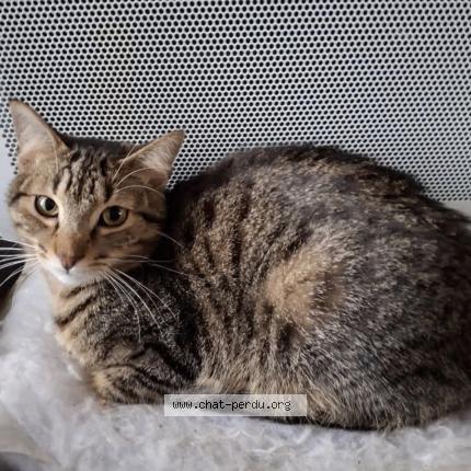 Photo 1/1 Charly Chat perdu à Denee