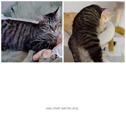 Photo de chat perdu à Saleilles