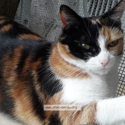 Photo de chat perdu à Bernay