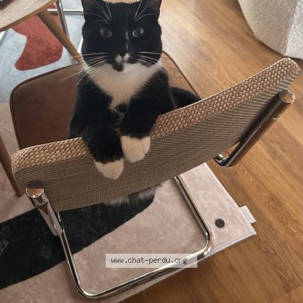 Photo de chat perdu à Bethune