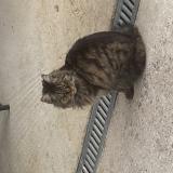Photo de chat trouvé à Thoiry