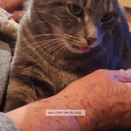 Photo de chat perdu à Cruseilles