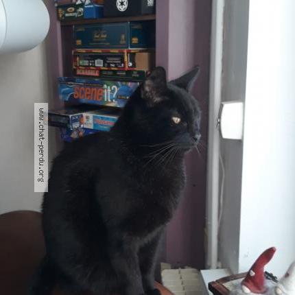 Photo 1/1 Chat retrouvé Perdu à Villeneuve D Ascq
