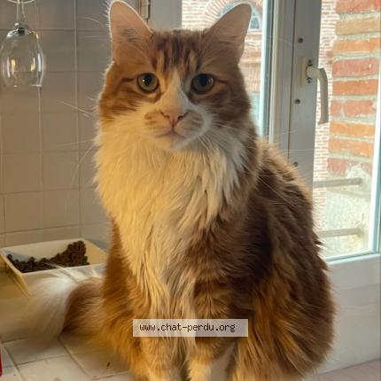 Photo 1/1 Chat retrouvé Perdu à Lavaur