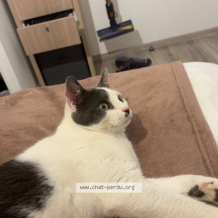 Photo 1/1 Chat retrouvé Perdu à Neuville Sur Saone