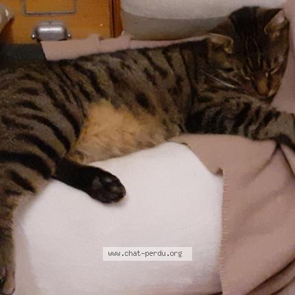 Photo 1/1 DODO Chat perdu à La croisille sur briance