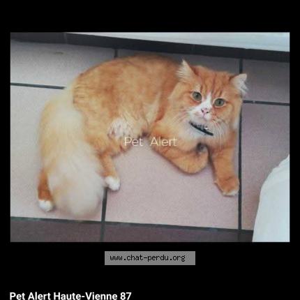 Photo 1/1 Miaouss Chat perdu à Chalus