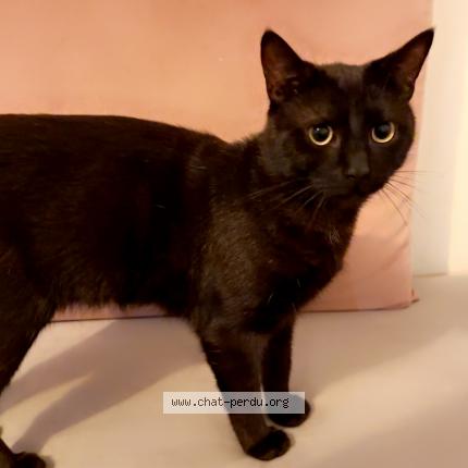 Photo de chat perdu à Barjouville