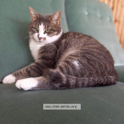 Photo 1/1 Chat retrouvé Perdu à Nanterre