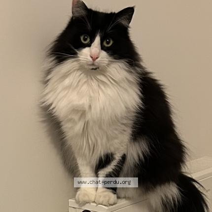 Photo 1/5 Chat retrouvé Perdu à Les Pavillons Sous Bois