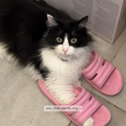 Photo 2/5 Chat retrouvé Perdu à Les Pavillons Sous Bois