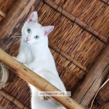 Photo 1/1 Moonshine Chat perdu à Centurion