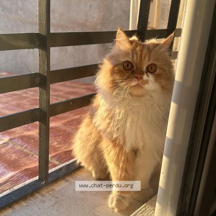 Photo 1/1 Pumpkin Chat perdu à Bagneux
