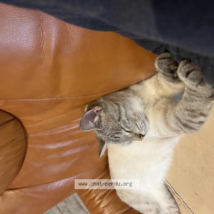 Photo 1/1 Flocon Chat perdu à Longuenesse