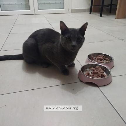 Photo de chat perdu à Peypin
