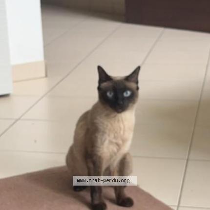 Photo de chat perdu à Champigny Sur Marne
