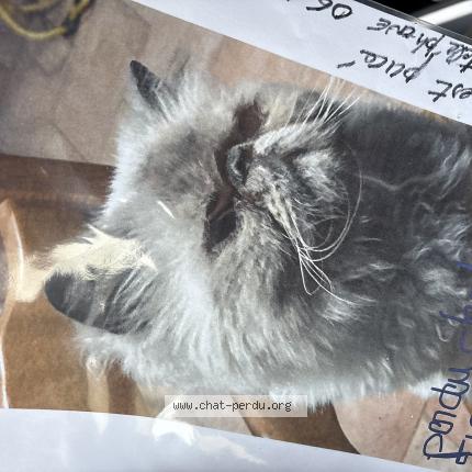 Photo 1/1 Minou Chat perdu à Le pradet