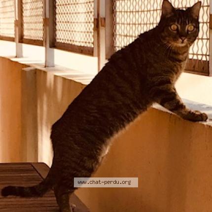Photo de chat perdu à Marseille