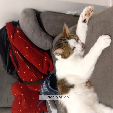 Photo de chat perdu à La Seyne Sur Mer