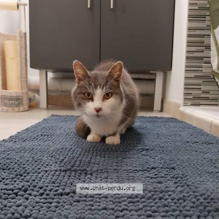 Photo 1/1 Pixel Chat perdu à Muret