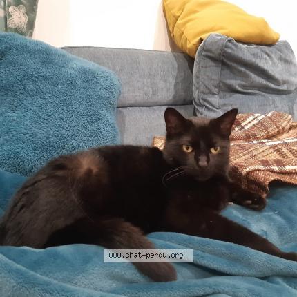 Photo de chat perdu à Bouc Bel Air