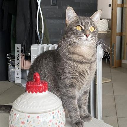 Photo de chat perdu à Douvaine