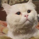 Photo de chat perdu à Lahore